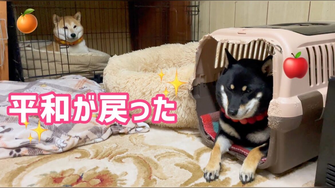 柴犬同士が和解！？柴犬に今日も平和？と問いかけると…笑