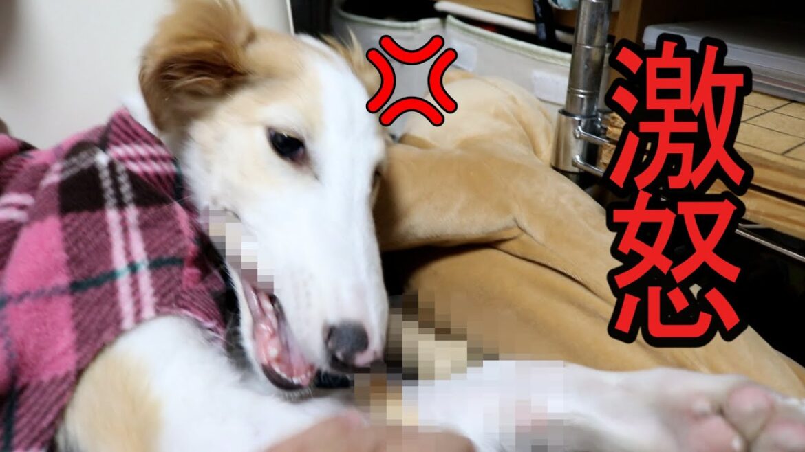 【子犬のボルゾイが激怒】かわいいララちゃんに戻ってください(*_*)