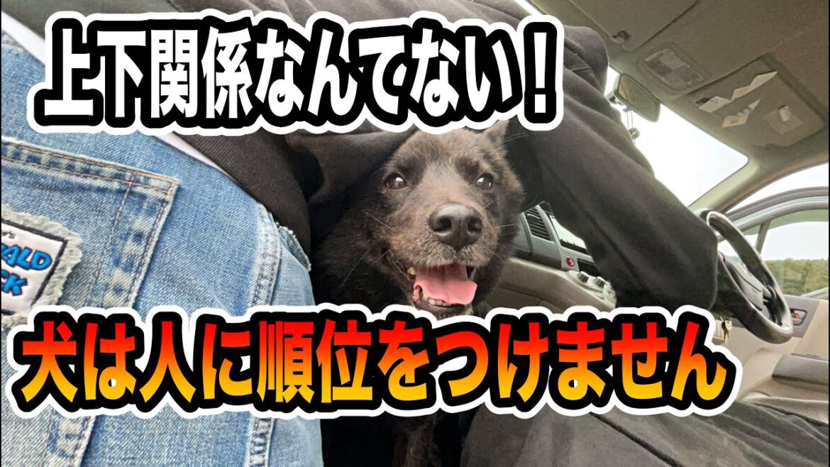 犬と主従関係は嘘だった！（もう古いリーダーシップ論）