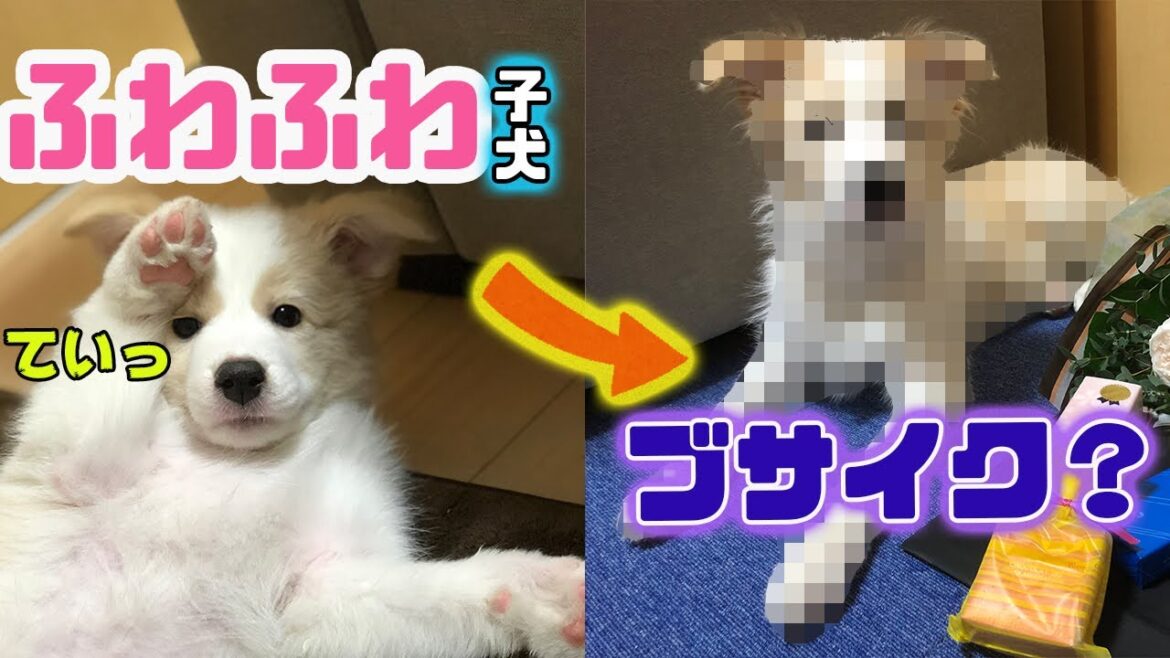 フワフワな子犬にブサイク期到来…？モフモフボーダーコリーになるまでの道のり
