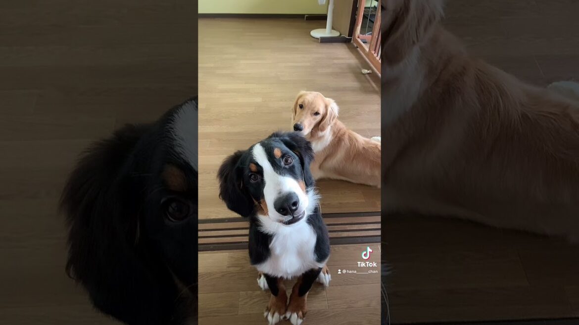 変な音に首を傾げるバーニーズマウンテンドッグ子犬 変な音に首を傾げるバーニーズマウンテンドッグ子犬