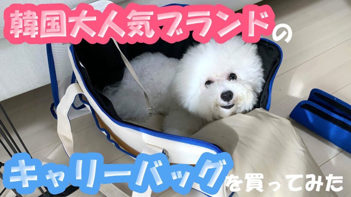 可愛いキャリーバックに犬もママも大興奮♡【ビションフリーゼ】【韓国ブランド】
