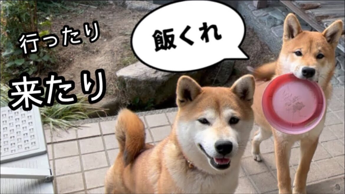 ご飯の催促をする柴犬の姿が可愛いすぎた！