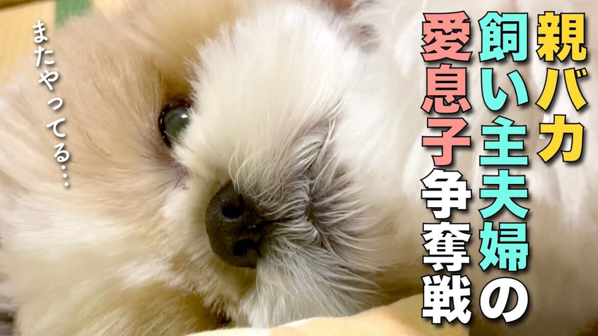 【シーズー】親バカ飼い主夫婦の愛息子争奪戦！【207】