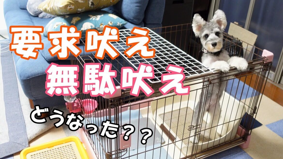【要求吠え改善】要求吠えを直すには○○すべし！【ミニチュアシュナウザー】