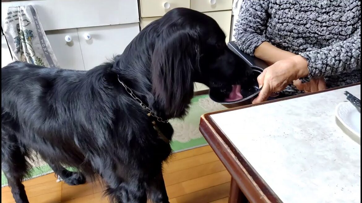 イコロ、居候する【フラットコーテッドレトリーバー＃12】