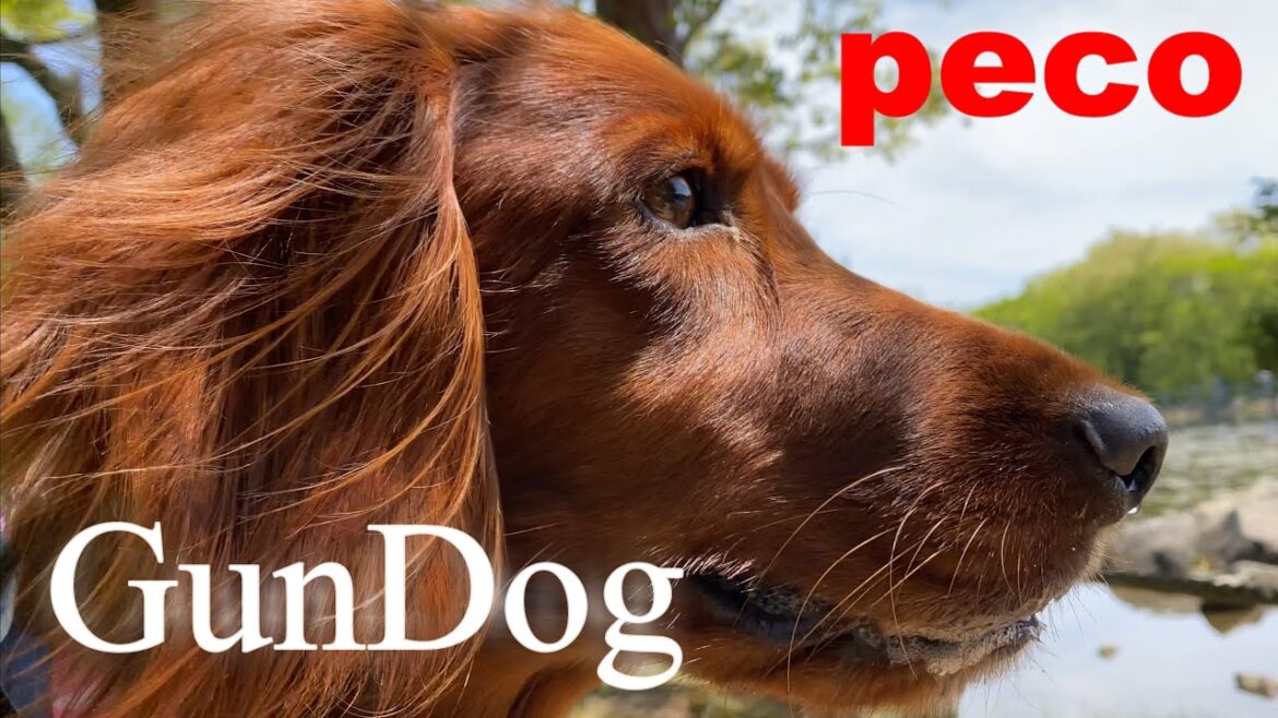GunDog（peco　鳥猟犬）　アイリッシュセター（アイリッシュセッター）Irish Setor（Irish Setter）