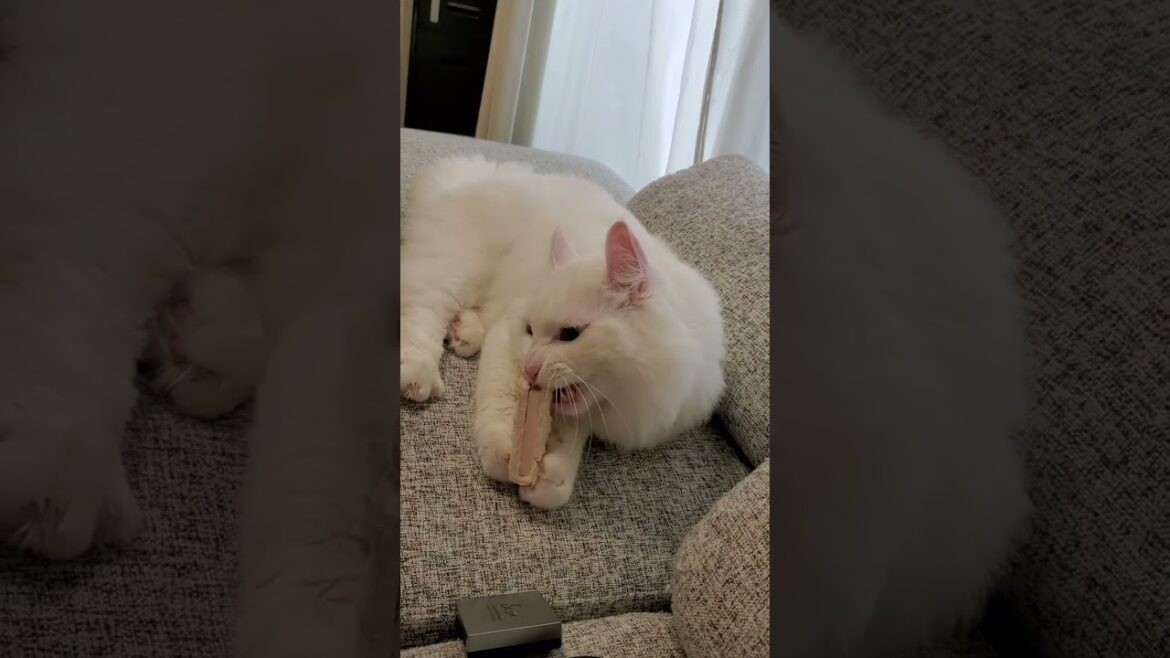 自分にそっくりなPaul & Joeが大好きな猫 #shorts #猫動画 #アメリカンカール