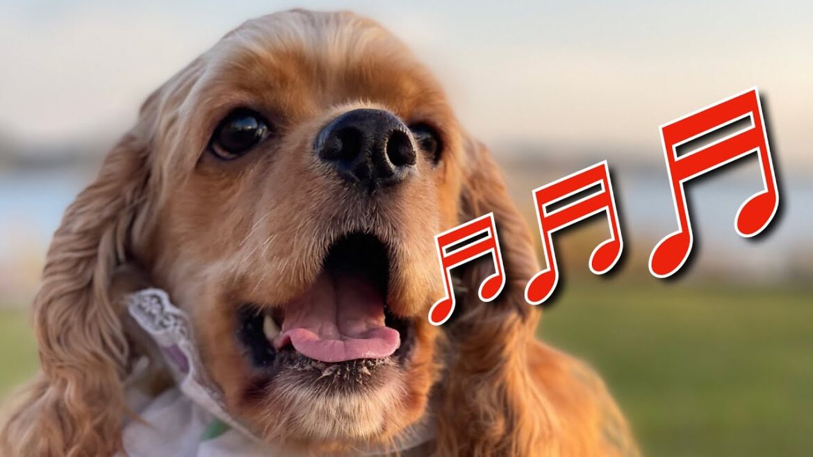 【アメリカンコッカースパニエル】曲に合わせて歌う犬がこちら…笑っちゃだめだよ♬ 【アメリカンコッカースパニエル】曲に合わせて歌う犬がこちら…笑っちゃだめだよ♬