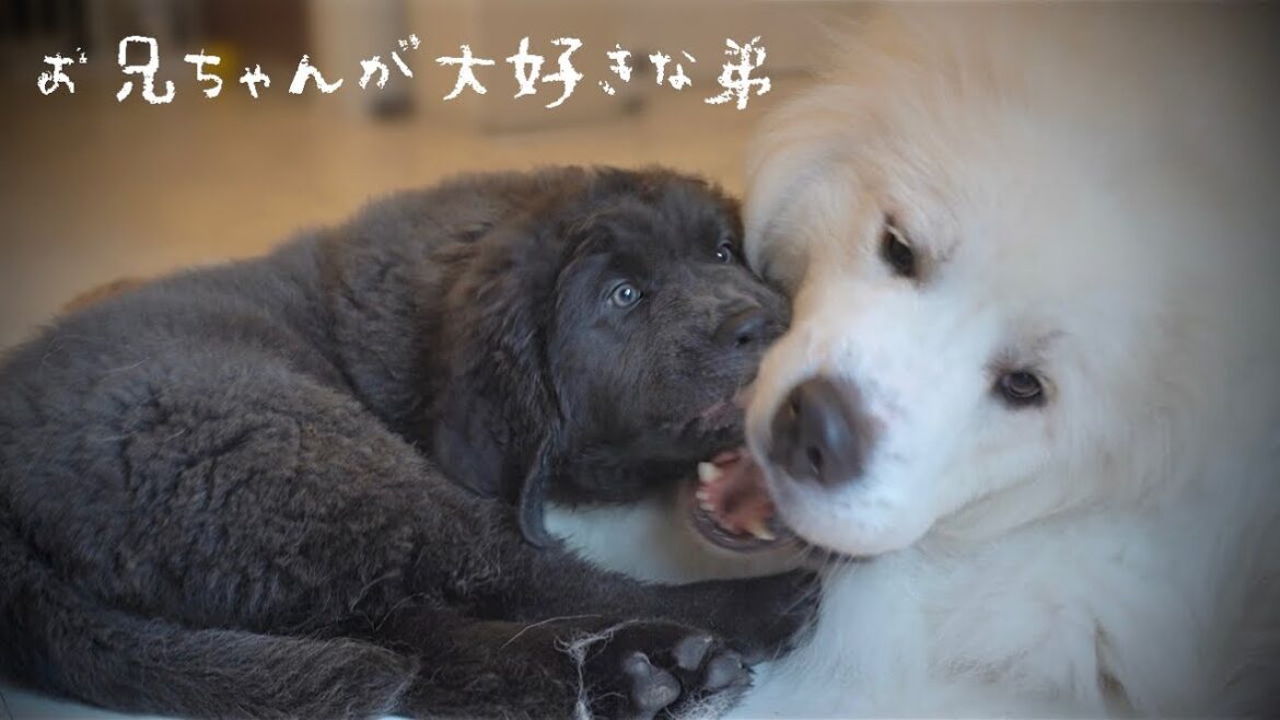 犬同士の信頼し合う関係【グレートピレニーズ 】【ニューファンドランド】