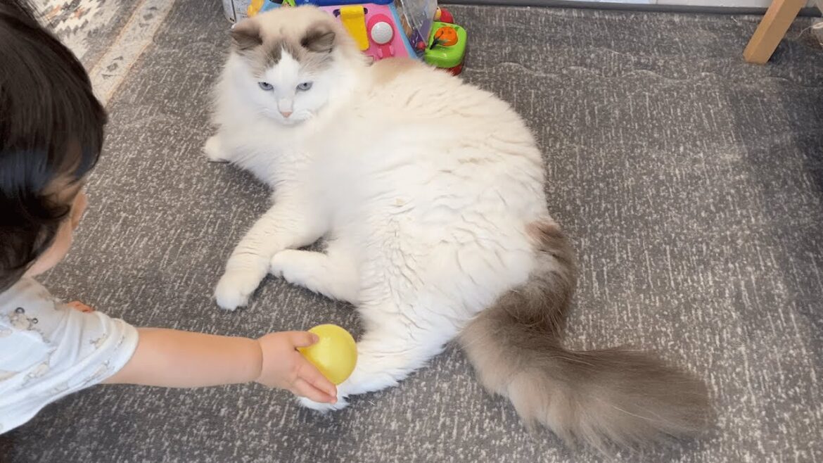 赤ちゃんからボールを「どうぞ」された猫の反応がこちら【ラグドール】
