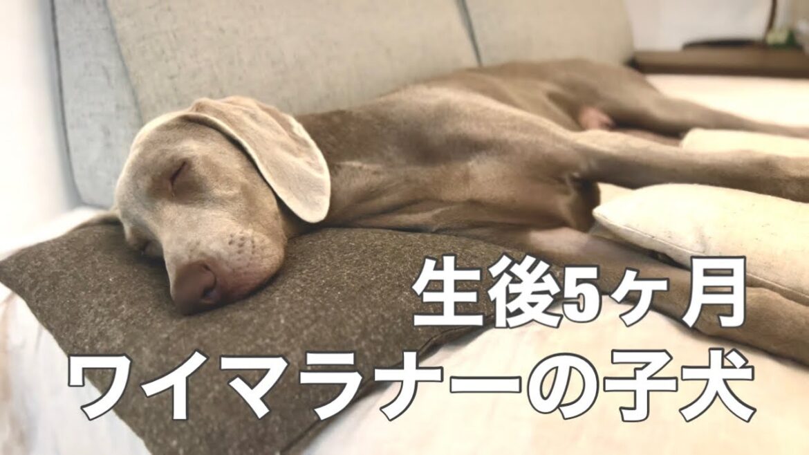 5ヶ月になったワイマラナーの子犬。