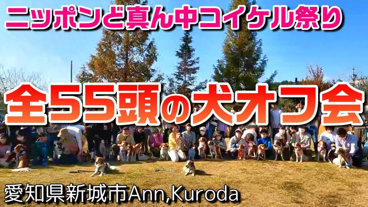55頭のコイケルばかりの犬オフ会に参加しました♪ 55頭のコイケルばかりの犬オフ会に参加しました♪