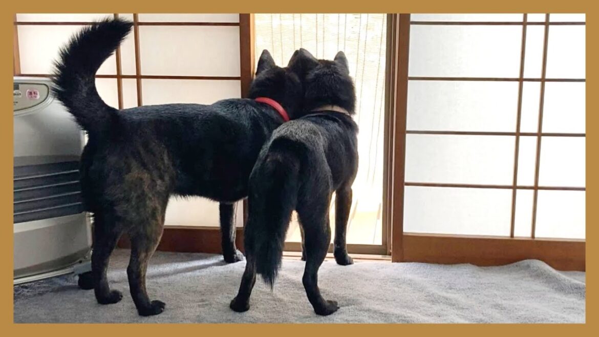 【甲斐犬】ムダ吠えゼロ！強くて優しい甲斐犬2匹がお外パトロールする様子が可愛すぎる！