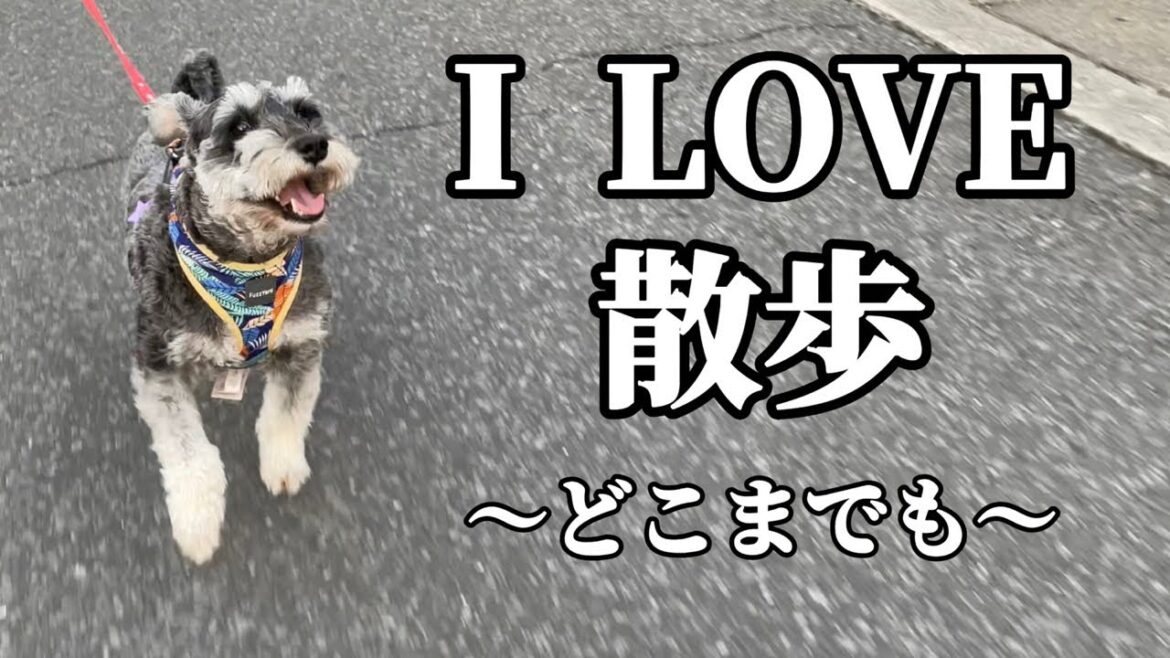 I LOVE 散歩〜どこまでも〜【ミニチュアシュナウザー】【トイプードル】【シュナプー】