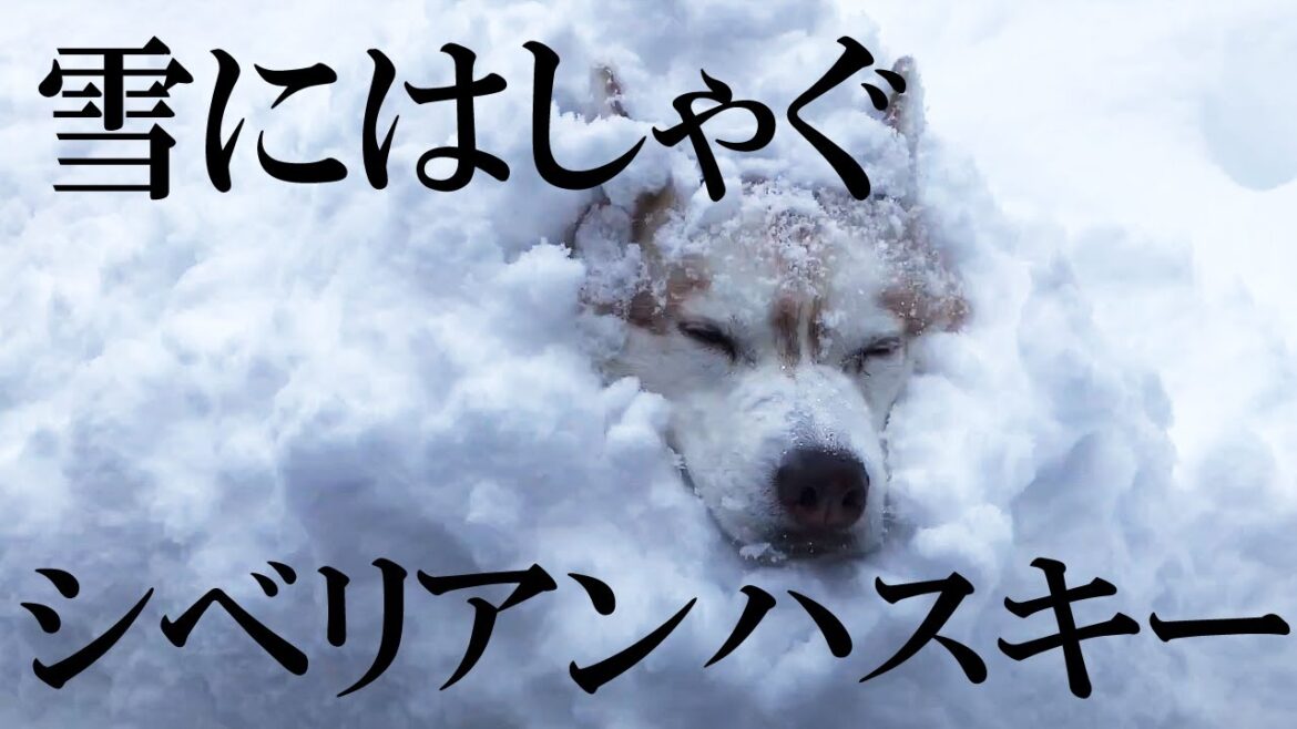 〈たびまよ〉シベリアンハスキー タビ 深い雪の中に飛び込みながらおもちゃを追いかける husky playing in deep snow.
