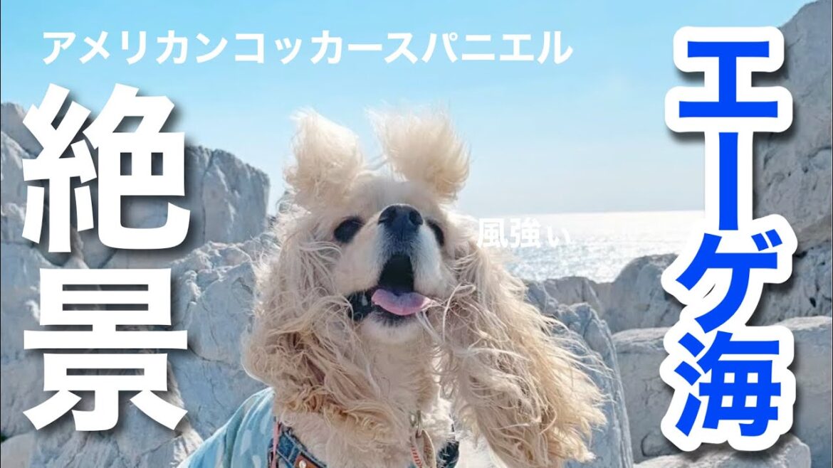 【絶景】アメリカンコッカースパニエル 子犬＊ わんことお出かけ♪日本のエーゲ海へ行ってみた