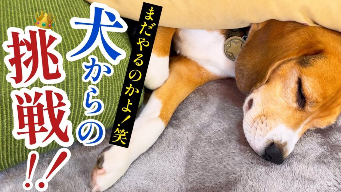 ビーグル犬から まだ誘われる...