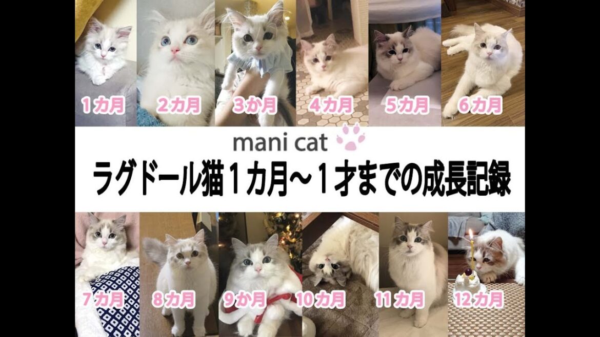 ラグドール猫1カ月~1才までの成長記録💛✨YouTube投稿16回目です✨ ラグドール猫1カ月~1才までの成長記録💛✨YouTube投稿16回目です✨