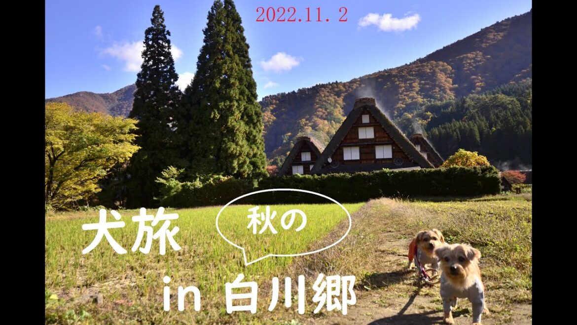 【ノーフォークテリア】岐阜旅・白川郷