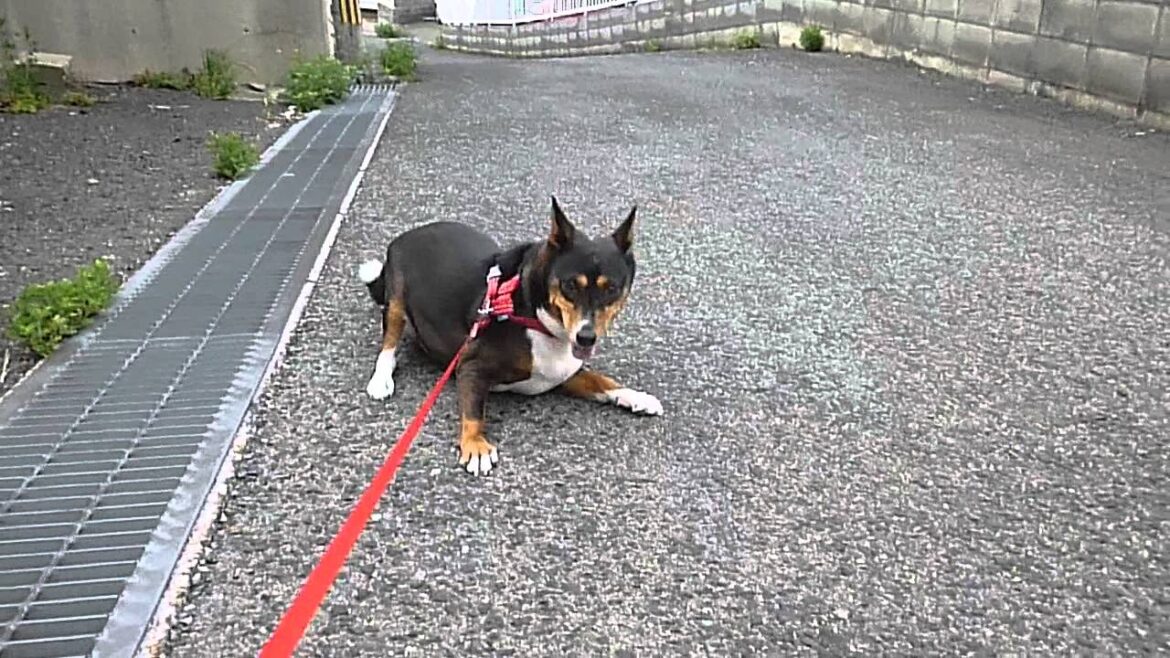 バセンジーのポッキーちゃん（ペットシッターアビー）