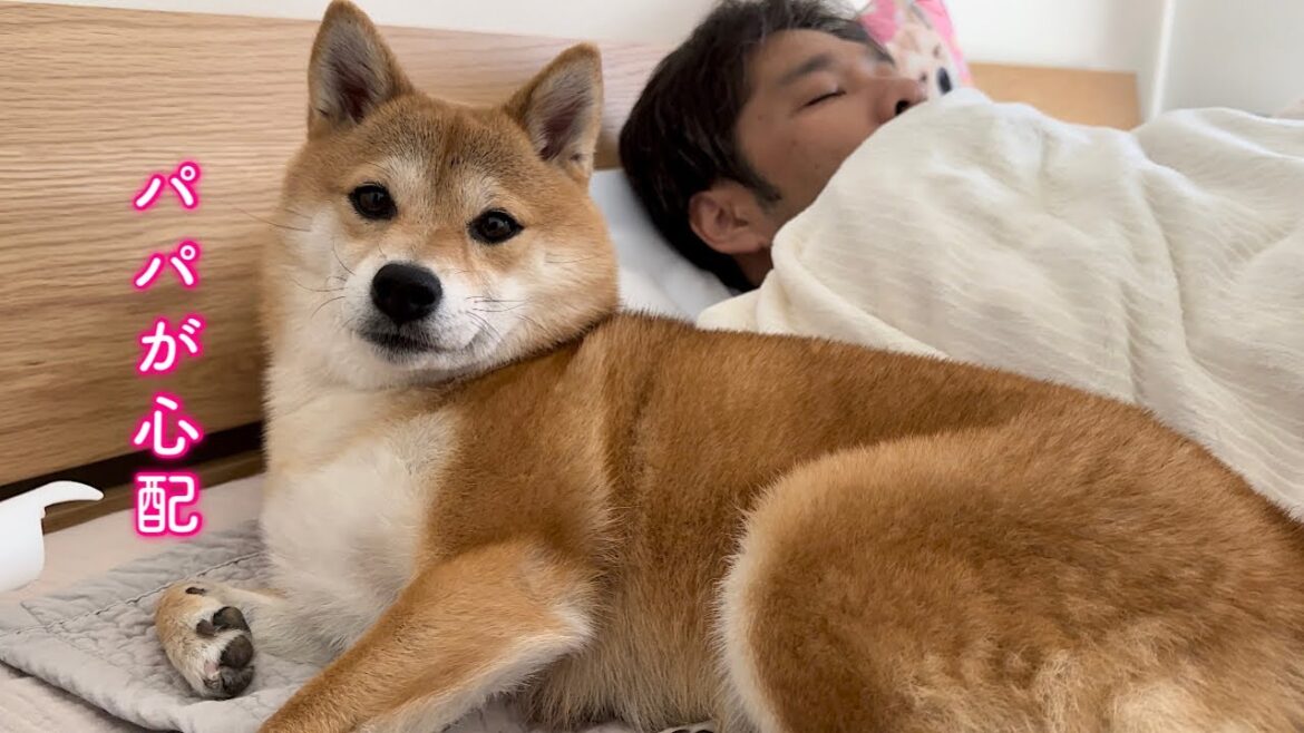 体調不良で夜間病院にいったパパを心配して寄り添う柴犬 体調不良で夜間病院にいったパパを心配して寄り添う柴犬