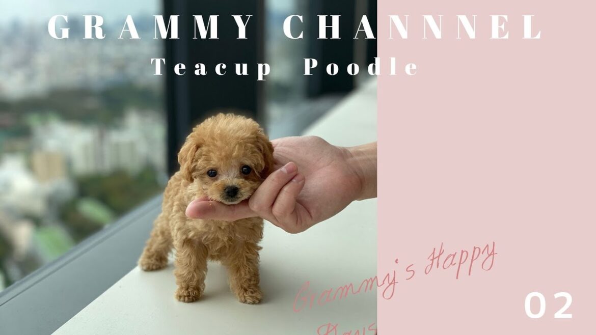 【ティーカッププードル】子犬♡生後２ヶ月♡ケージ組み立て！初めてのお家＆初めてのおもちゃ編♡【Grammy Channel#2】