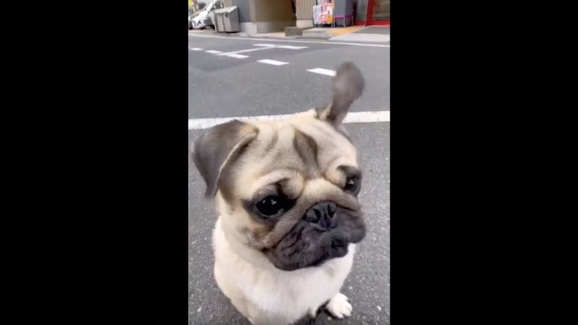 [パグ]風に 負けないよ🐶✨(fight the wind) #shorts
