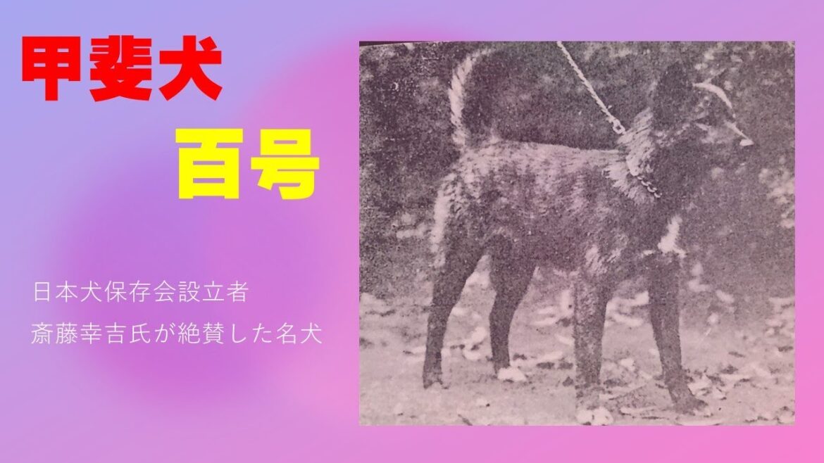甲斐犬百号の物語【Samurai dog TV】 甲斐犬百号の物語【Samurai dog TV】