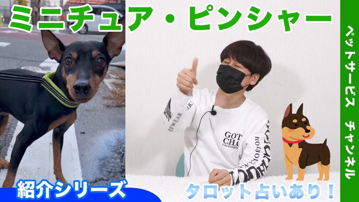 ミニチュア・ピンシャー紹介！