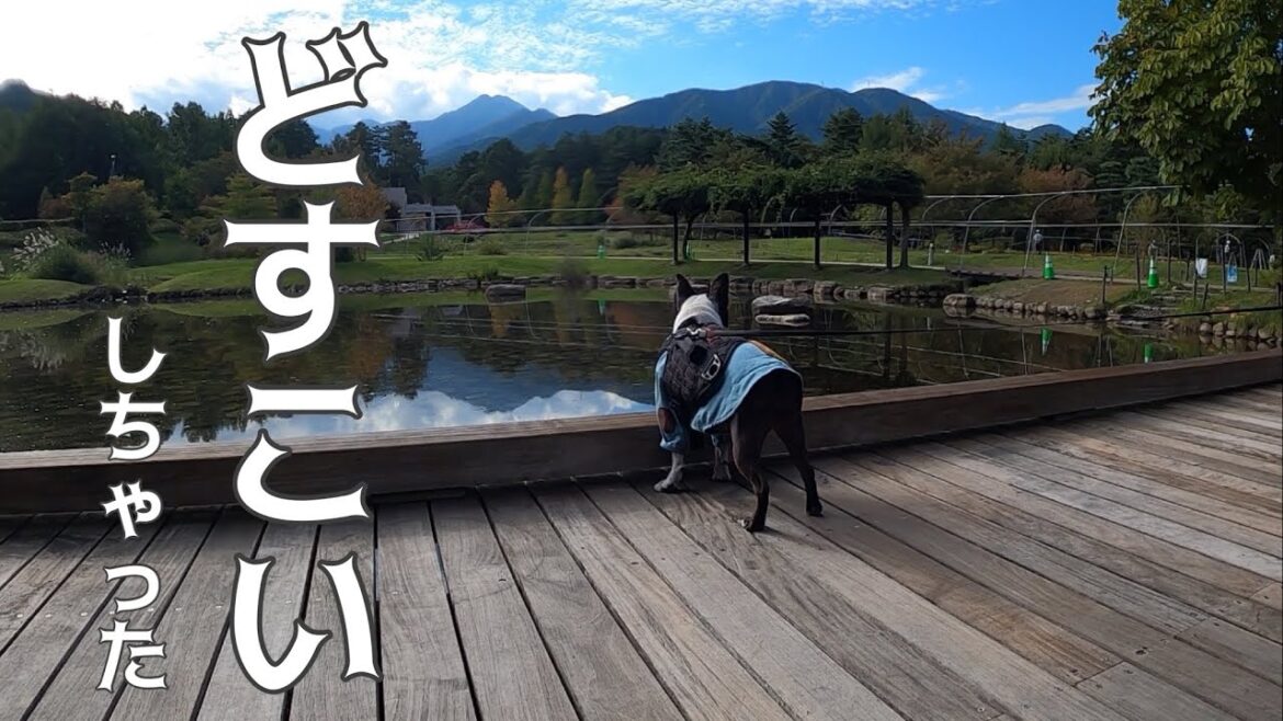 【犬と安曇野】おばあちゃんvsきいろ！？（笑）ボストンテリアきいろ