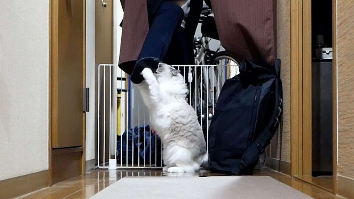 飼い主のことが好きすぎて足のニオイを嗅いだあとに覚醒してしまうラグドールｗｗｗ