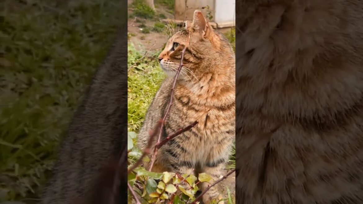Cute Brown Cat Short Video🤎🤎 | Cat Videos | Cute Brown Cat Videos | Cat's Hub #catshorts #shorts