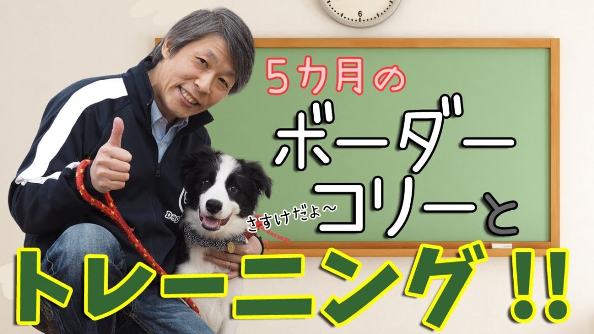 ボーダーコリーの子犬とトレーニングしたよ! ボーダーコリーの子犬とトレーニングしたよ!