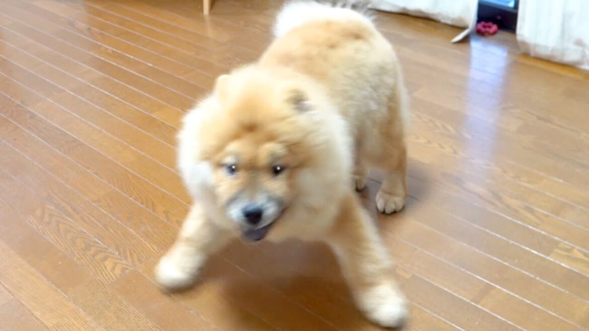 このチャウチャウ犬の前で一瞬でも怪しい動きを見せるとたちまちこうなります