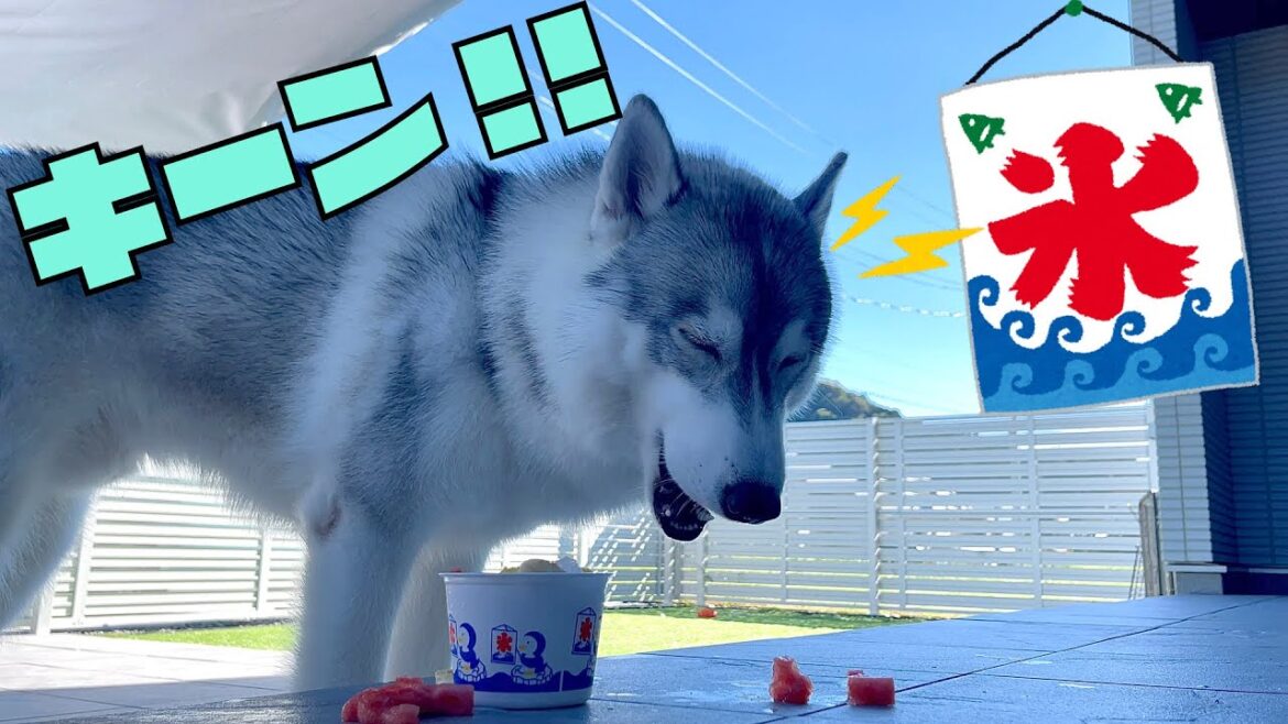 苦手な夏もカキ氷で乗り切るシベリアンハスキー