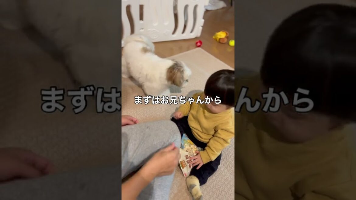 【犬との暮らし】1歳の息子とシーズーのおやつタイムはこうなります #shorts