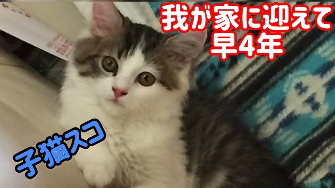 【Family】家族となった子猫スコティッシュフォールド　立ち耳