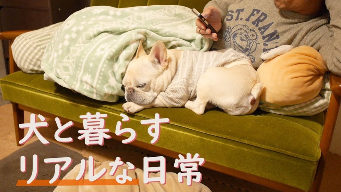 フレンチブルドッグの1日に密着 ～犬と暮らす幸せ～