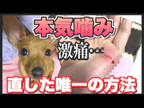 【犬の噛み癖を直す方法】本気噛みから〇〇で直したしつけ方 【犬の噛み癖を直す方法】本気噛みから〇〇で直したしつけ方