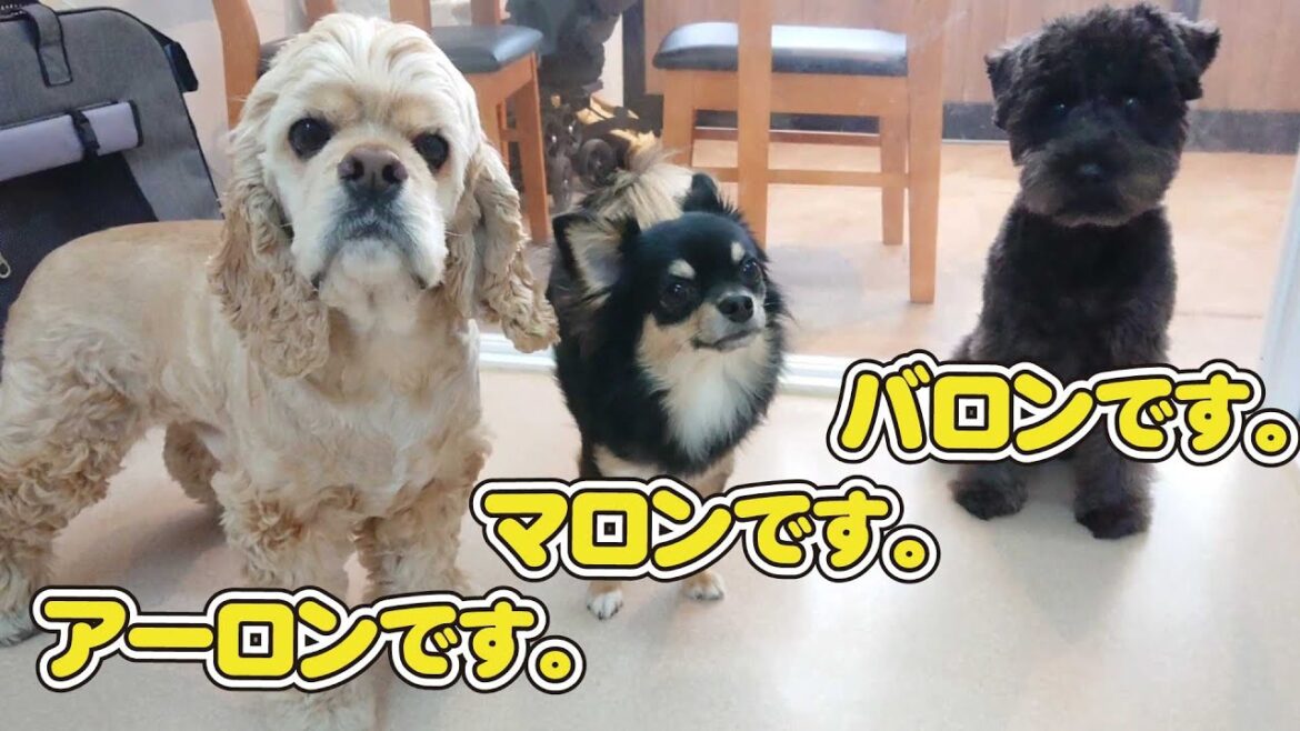 アーロンです。マロンです。バロンです。　🐶ひみつきちなう！①🐶 アメリカンコッカースパニエル チワワ ミニチュアシュナウザー 2022年11月5日