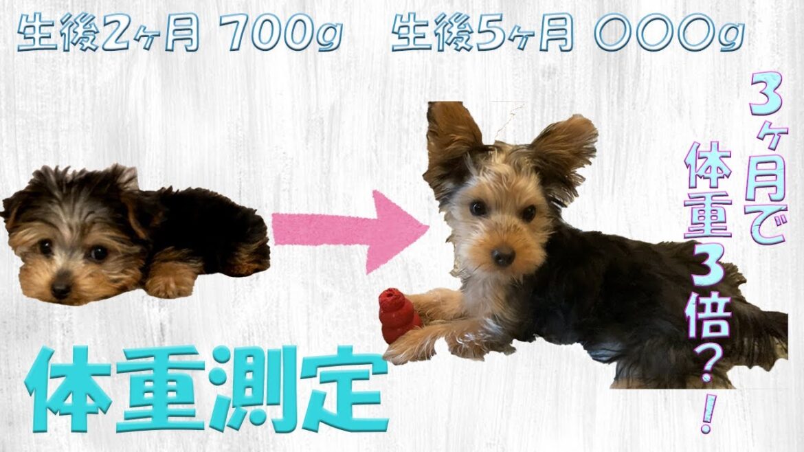 もしや、でかヨーキー？！【生後5ヶ月体重測定】
