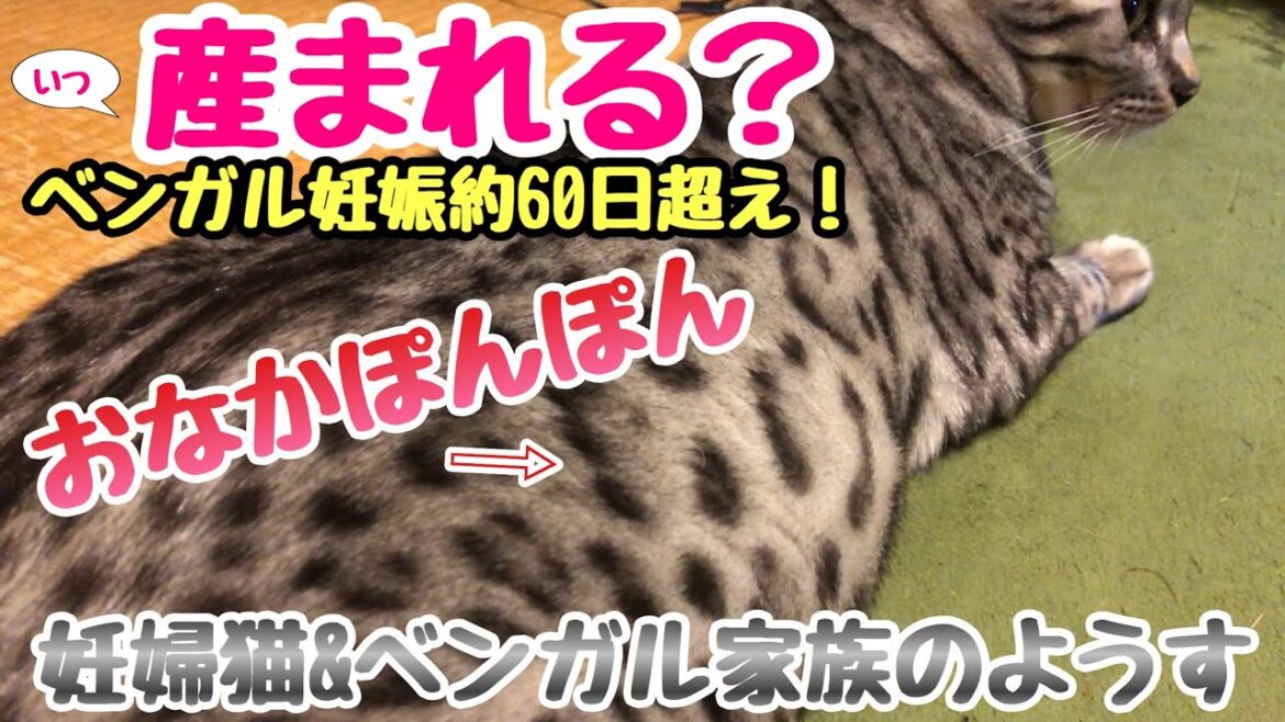 ベンガル猫出産目前！妊娠約60日越えました！胎動や父猫子猫の様子【ねこつる】