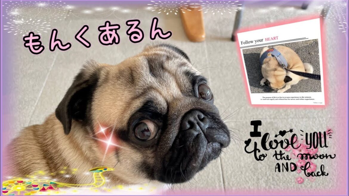 【ポンコツ散歩】パグ次郎が人間大好きすぎて散歩がポンコツになってるWww