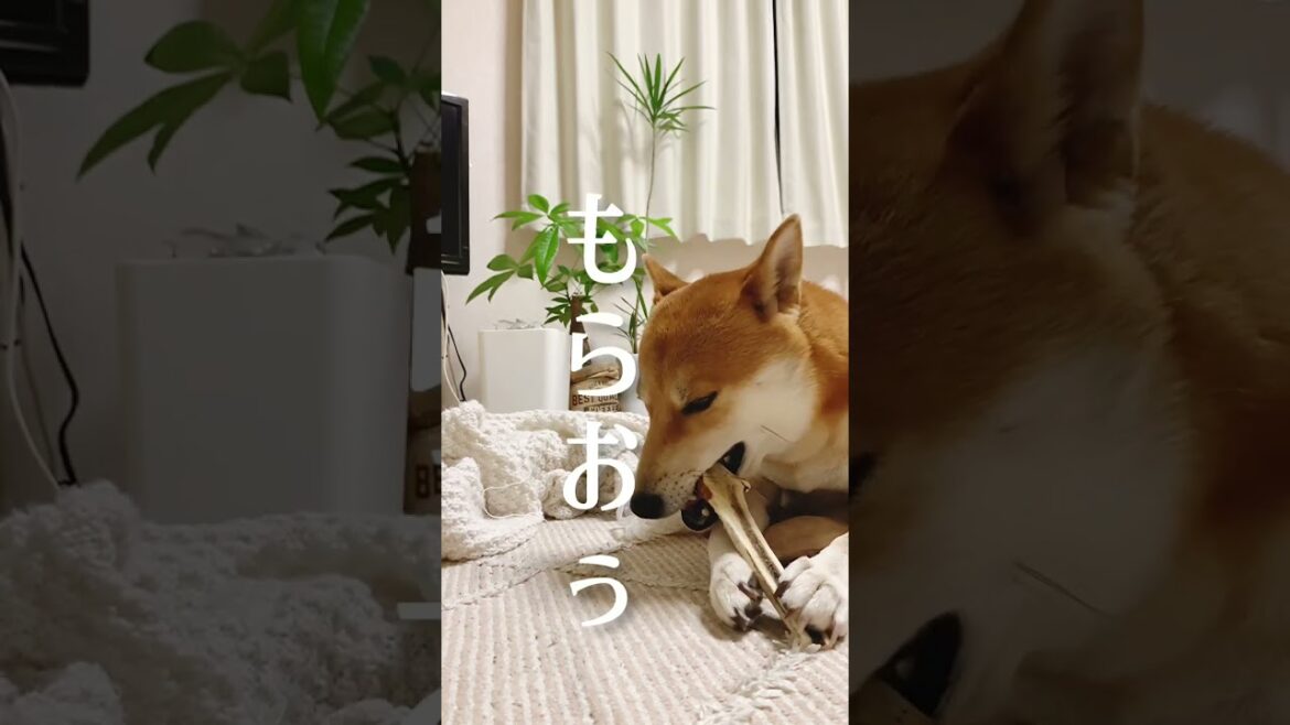 柴犬に言われたいセリフ第１位【あるじNOステップ】