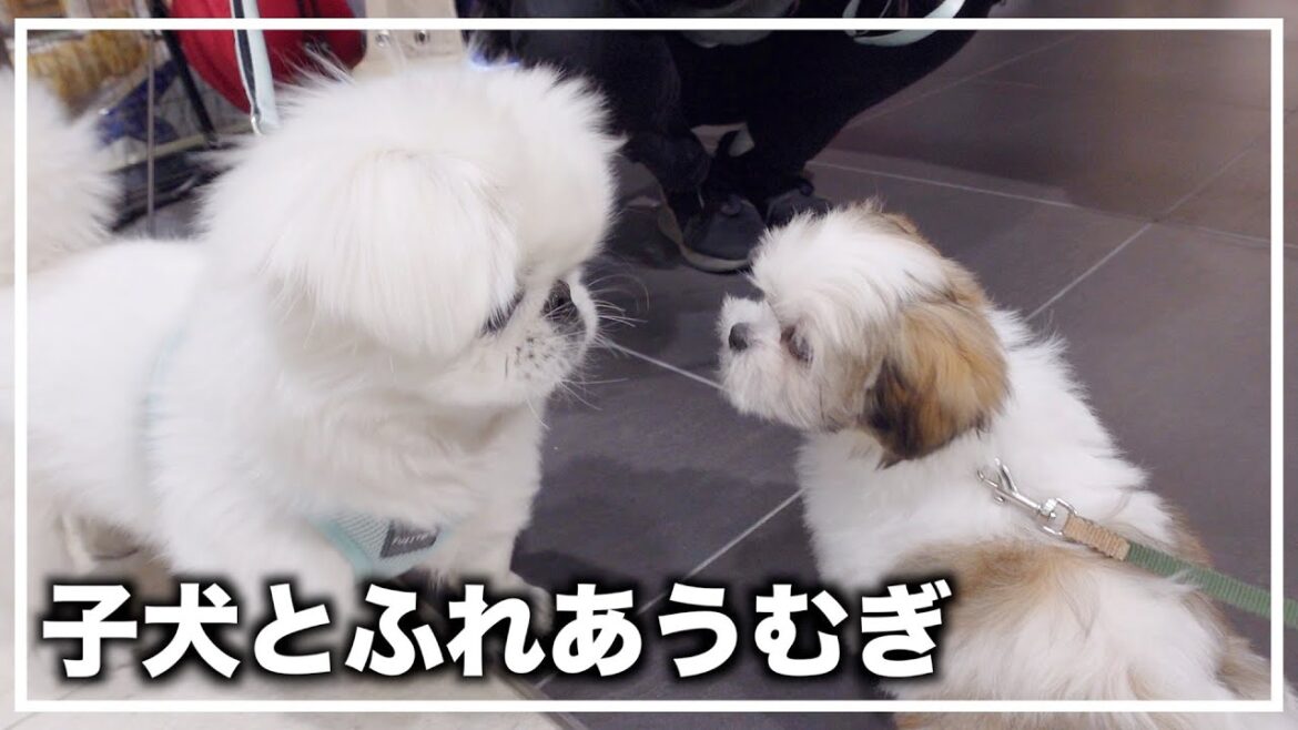 【ペキニーズ】ペットショップに行ったらかわいいミックス犬の子犬が店内をお散歩してた！あと、カッパ欲しかった…【シーズー】