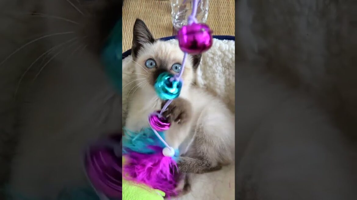 家に引取って１週間目のシャム子猫👶 #shorts