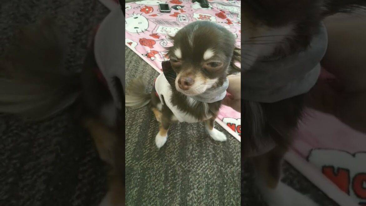 【チョコタンチワワ】♡#shorts#チョコタンチワワ#ロングコートチワワ