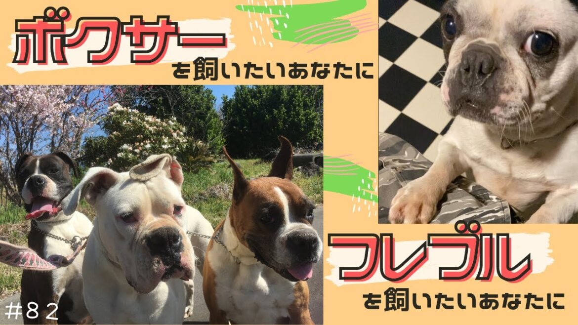 【フレブル／ボクサー】飼いたいあなた。観てください。