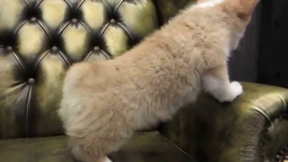 №172ウェルシュコーギーペンブロークの女の子の動画